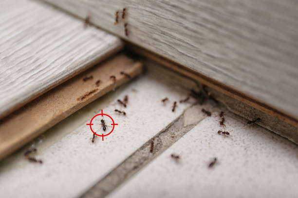 Best Affordable Pest Control Services  in Independence, KS