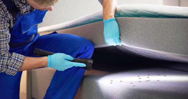 Best Termite Control Services  in Independence, KS